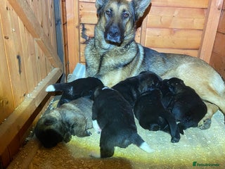 Mixed Breed dogs - Advert 4