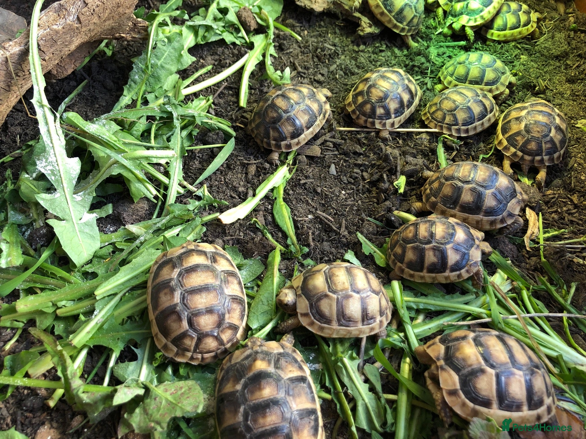 Tortoise reptiles Baby Marginated Tortoise 2026 Hatchlings - Advert 2