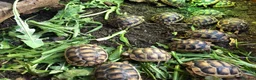 Tortoise reptiles for sale: Baby Marginated Tortoise 2026 Hatchlings - Advert 2