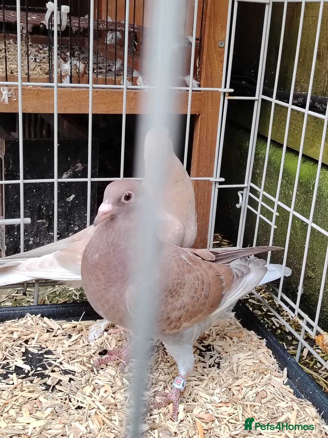 Pigeons birds for sale: Racing pigeon for sale  in Manchester - Advert 2