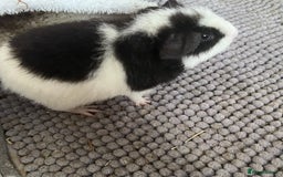 Guinea Pig rodents for sale: X2 male guinea pigs - Image 3