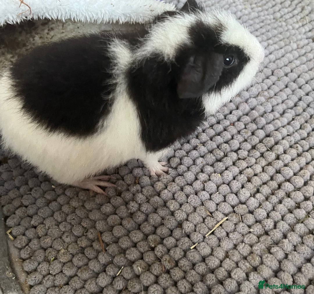 Guinea Pig rodents for sale: X2 male guinea pigs - Image 3
