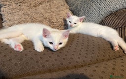 British Shorthair cats for sale: 4 gorgeous kittens  - Image 8