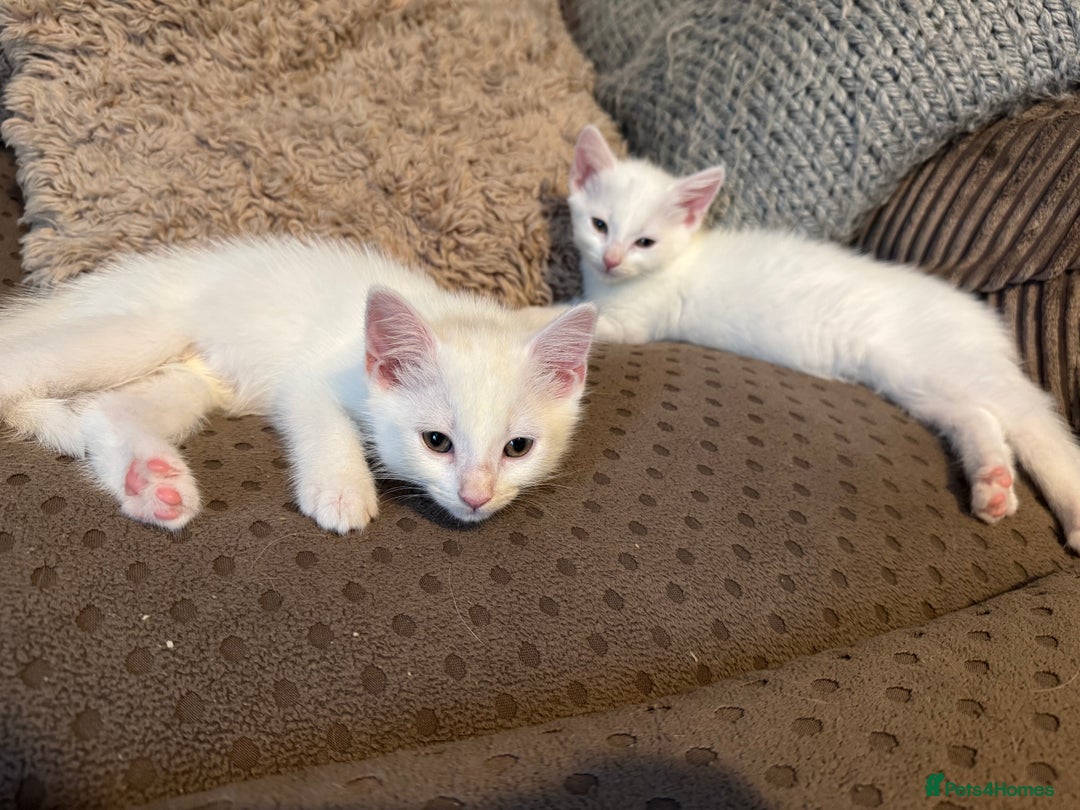 British Shorthair cats for sale: 4 gorgeous kittens  - Image 8