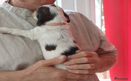 Cocker Spaniel dogs for sale: Kc Reg show type cocker spaniel puppies  - Image 29