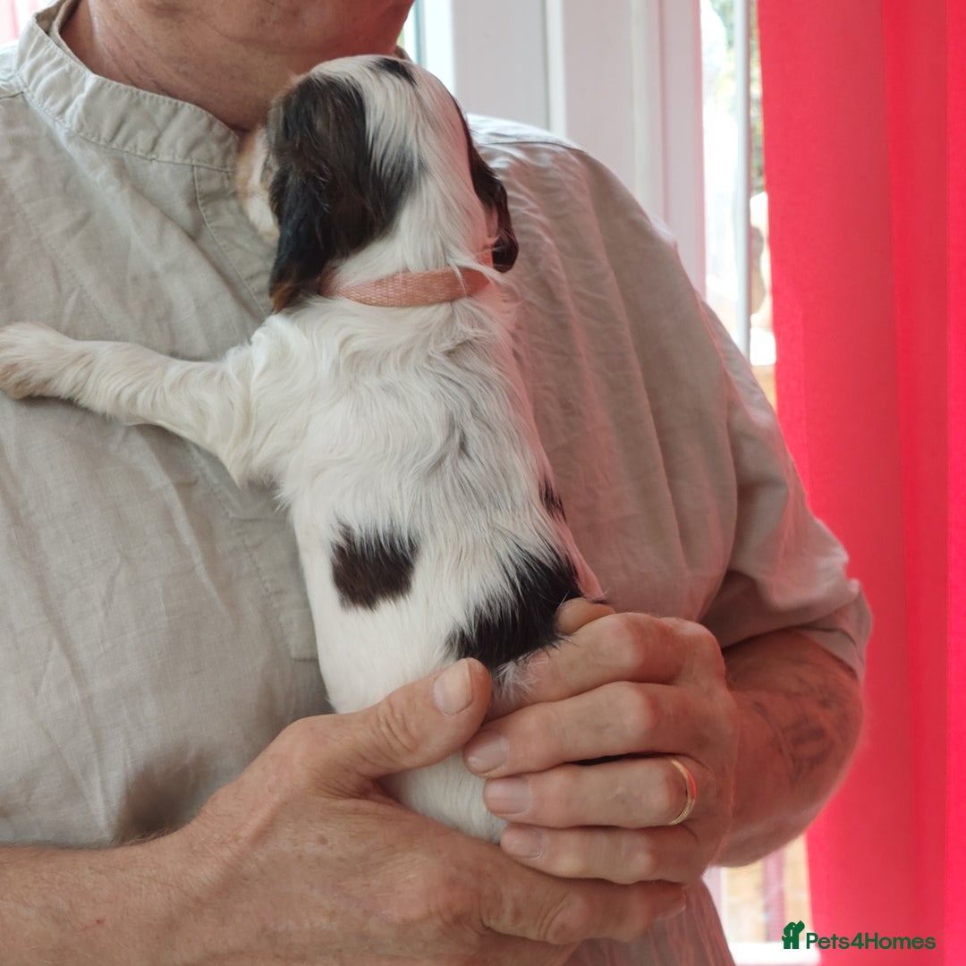 Cocker Spaniel dogs for sale: Kc Reg show type cocker spaniel puppies  - Image 29