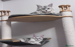 Maine Coon cats for stud: Exceptional CHAMPION Russian import - FOR STUD! in Halifax - Image 3