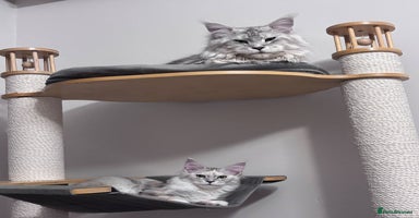Maine Coon cats in Halifax - Advert 15