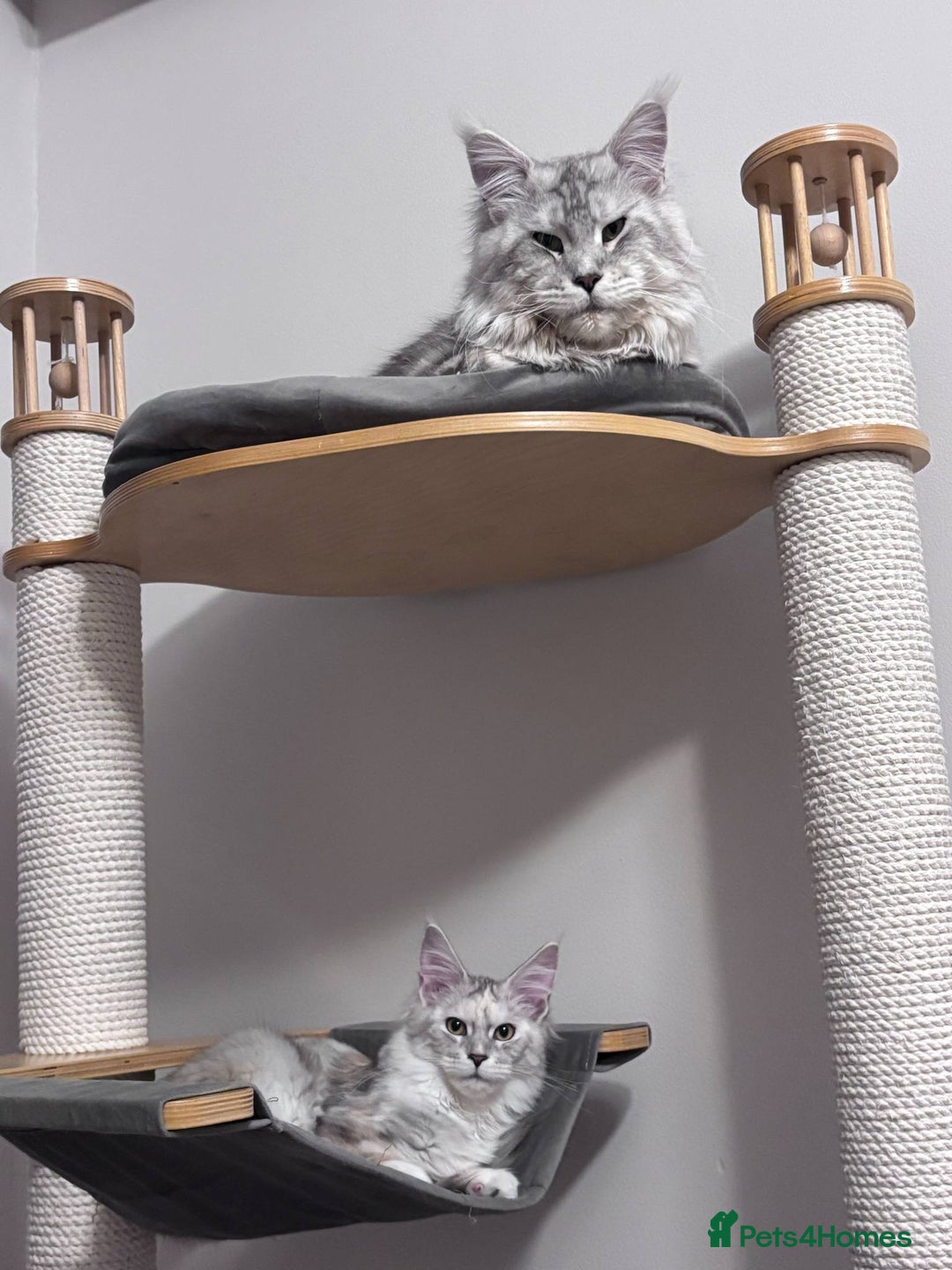 Maine Coon cats for stud: Exceptional CHAMPION Russian import - FOR STUD! in Halifax - Image 3