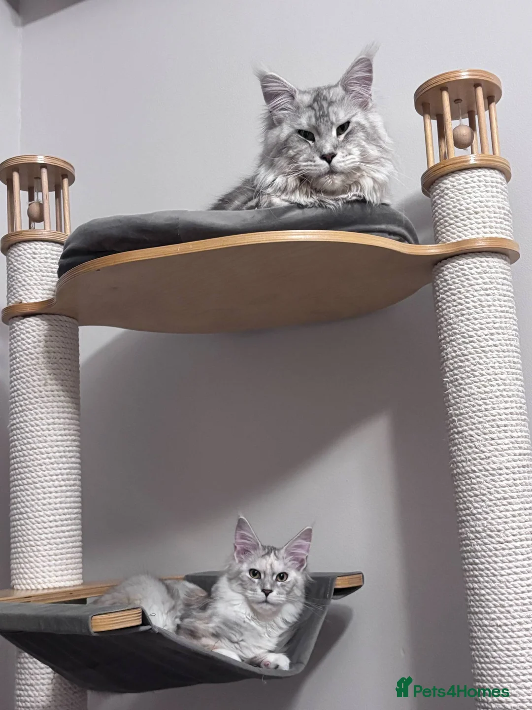 Maine Coon cats for stud: Exceptional CHAMPION Russian import - FOR STUD! in Halifax - Advert 3