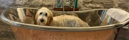 Double Doodle dogs for sale: Health and DNA tested Double Doodles - Advert 31