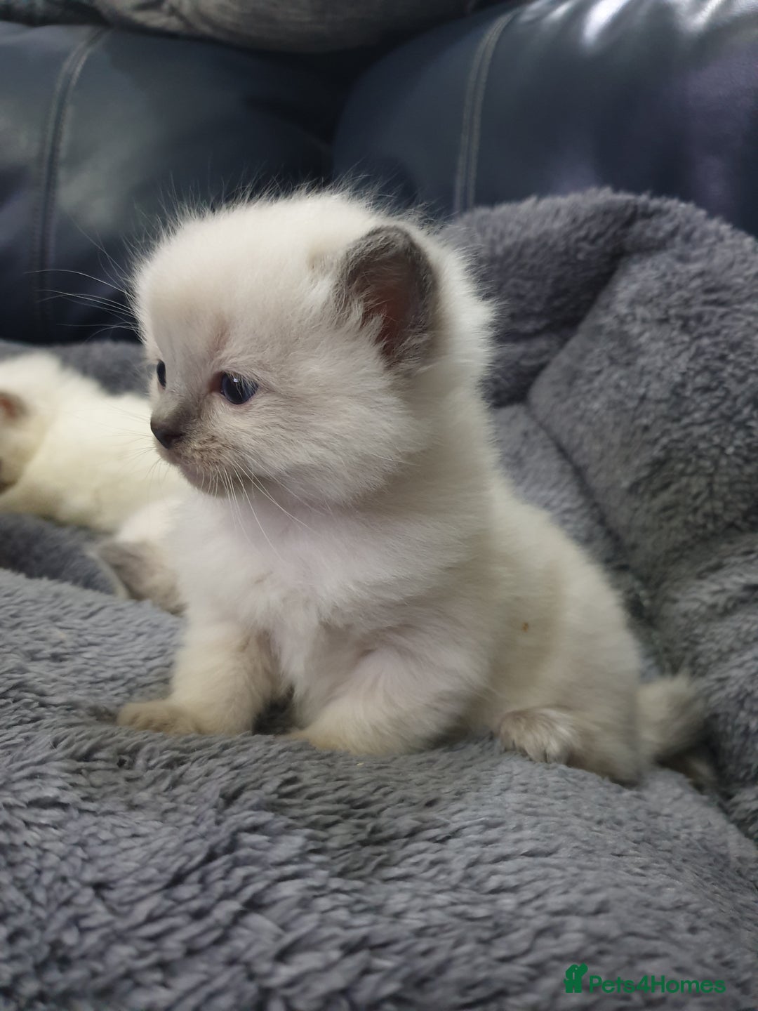 Ragdoll cats for sale: Ready to collect-Blue Point Kittens-Vaccinated - Image 10