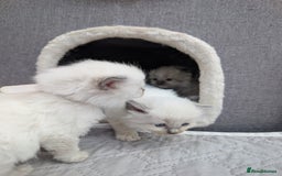 Ragdoll cats for sale: Ragdoll - home reared kittens - Image 28