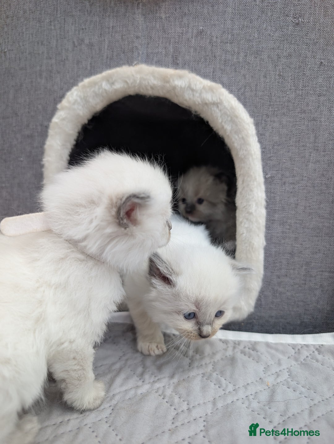 Ragdoll cats for sale: Ragdoll - home reared kittens - Image 28