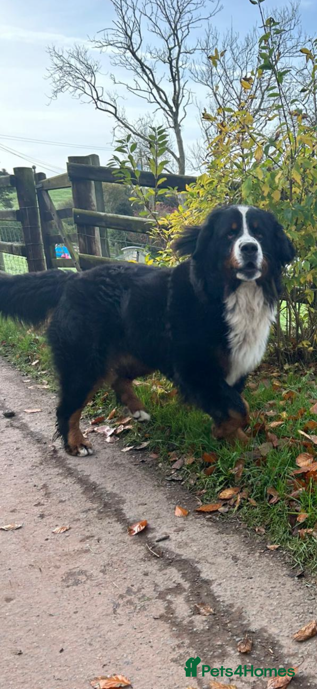 Bernedoodle dogs for sale: 💙Medium Sized Chunky Bernedoodles🩷 - Advert 15