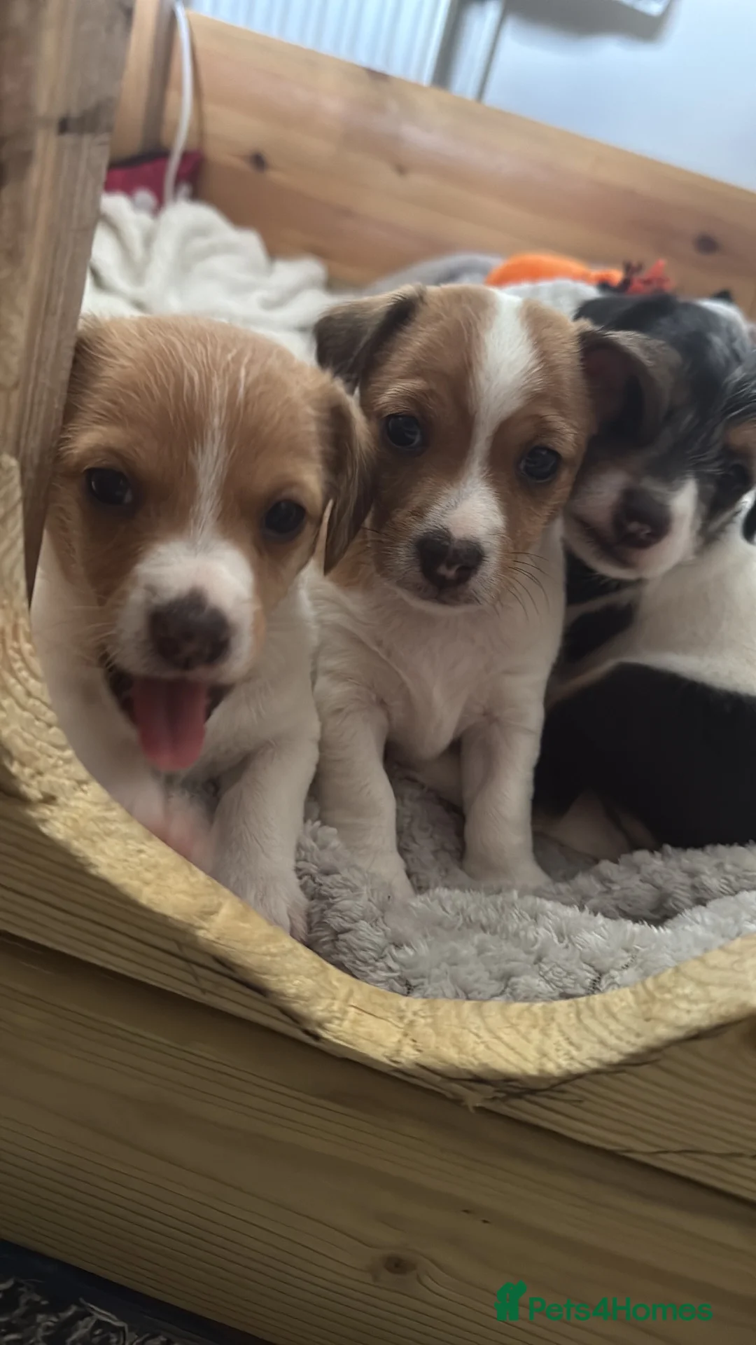 Mixed Breed dogs for sale: Jackshitz puppies looking for forever hokes in Oswestry - Advert 7