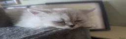 Persian cats for sale: Stunning Persian Boys - Advert 3
