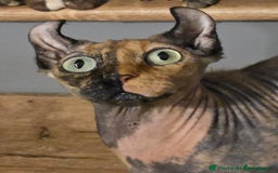 Mixed Breed cats for sale: Kittens 3 boys  - Image 18