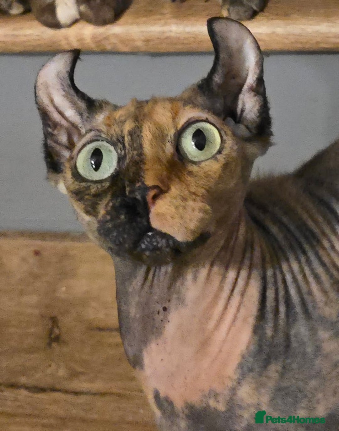 Mixed Breed cats for sale: Kittens 3 boys  - Image 18