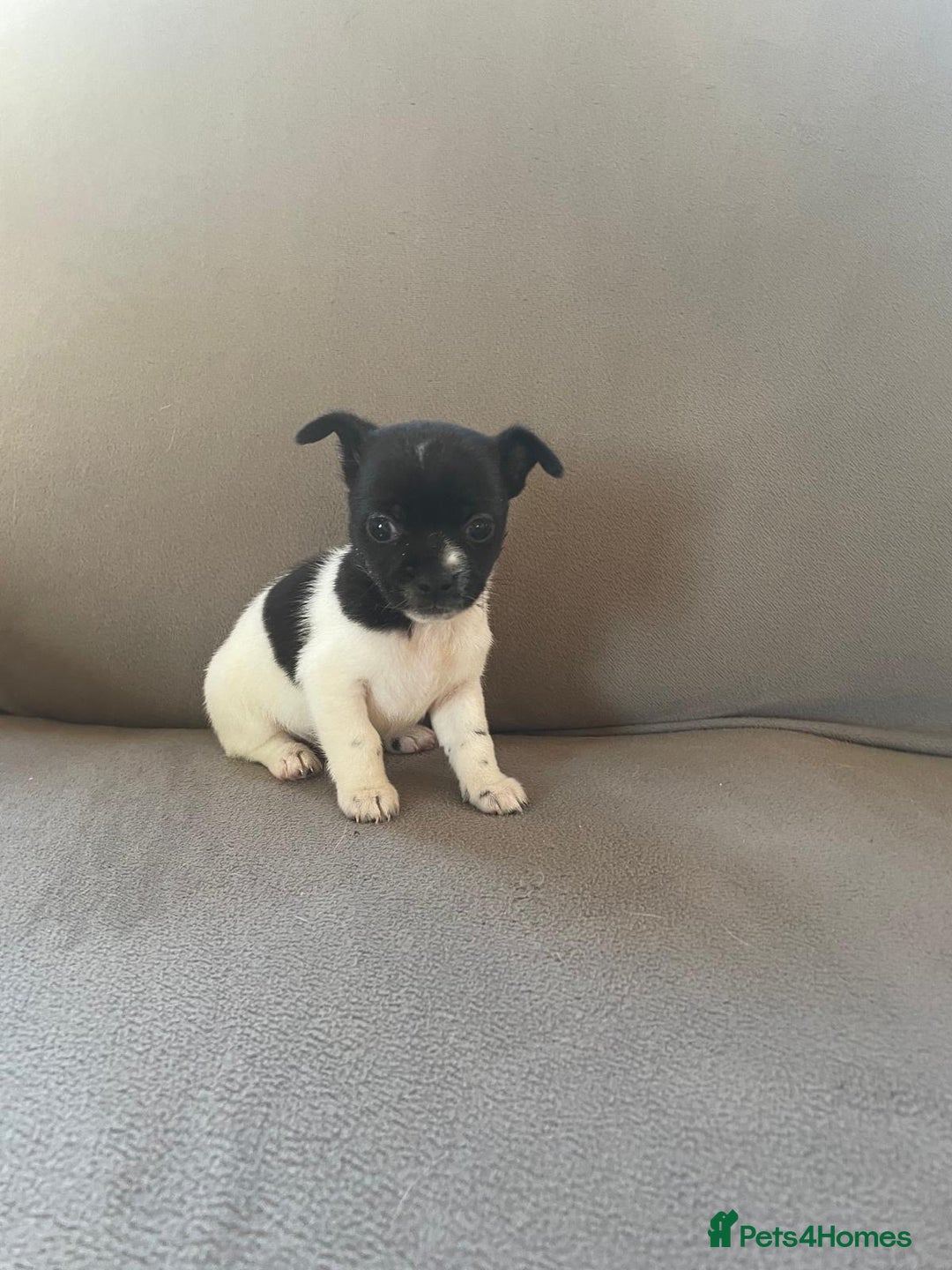 Jack Russell dogs for stud: Proven Jack Russell stud 2x ties  - Advert 6