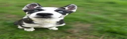 Huskita dogs for sale: Puppies for sale - Advert 4