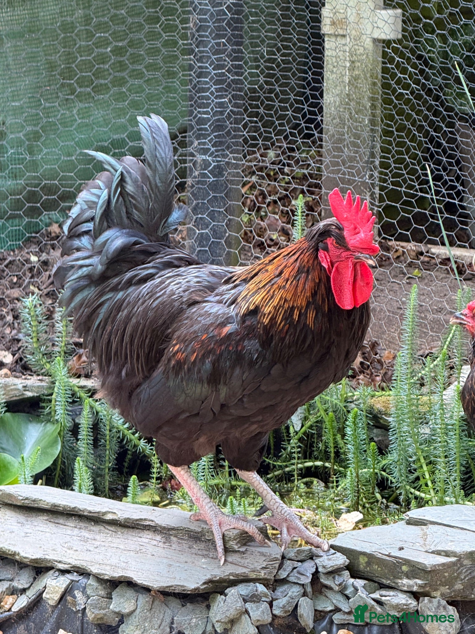 Chickens poultry Beautiful cockerel  - Advert 1