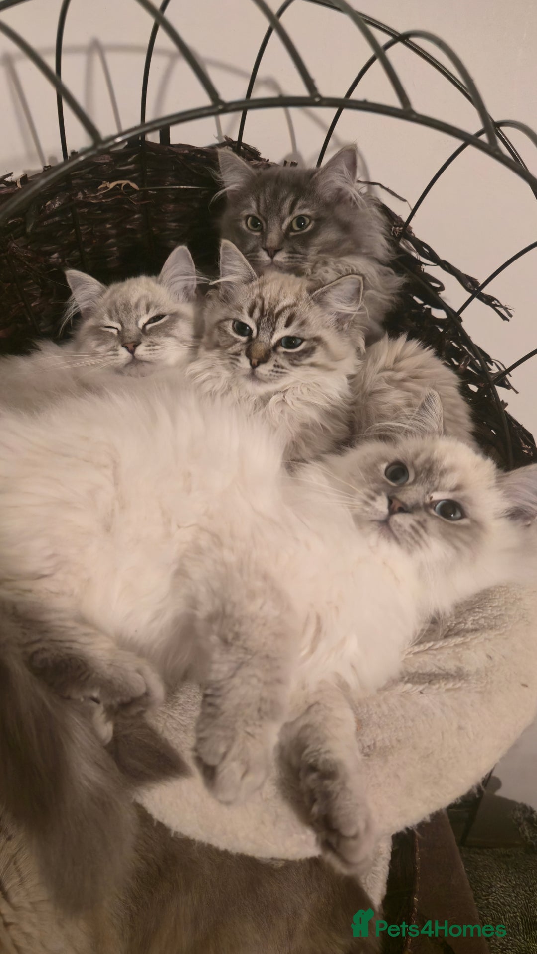 Ragdoll cats for sale: Adorable Ragdoll cross Scottish Straight - Advert 1