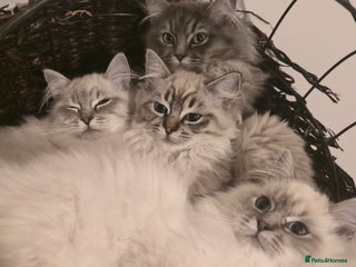 Ragdoll cats Adorable Ragdoll cross Scottish Straight - Advert 1