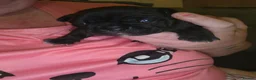 French Bulldog dogs for sale: 1 little girl left french bulldog  - Advert 1