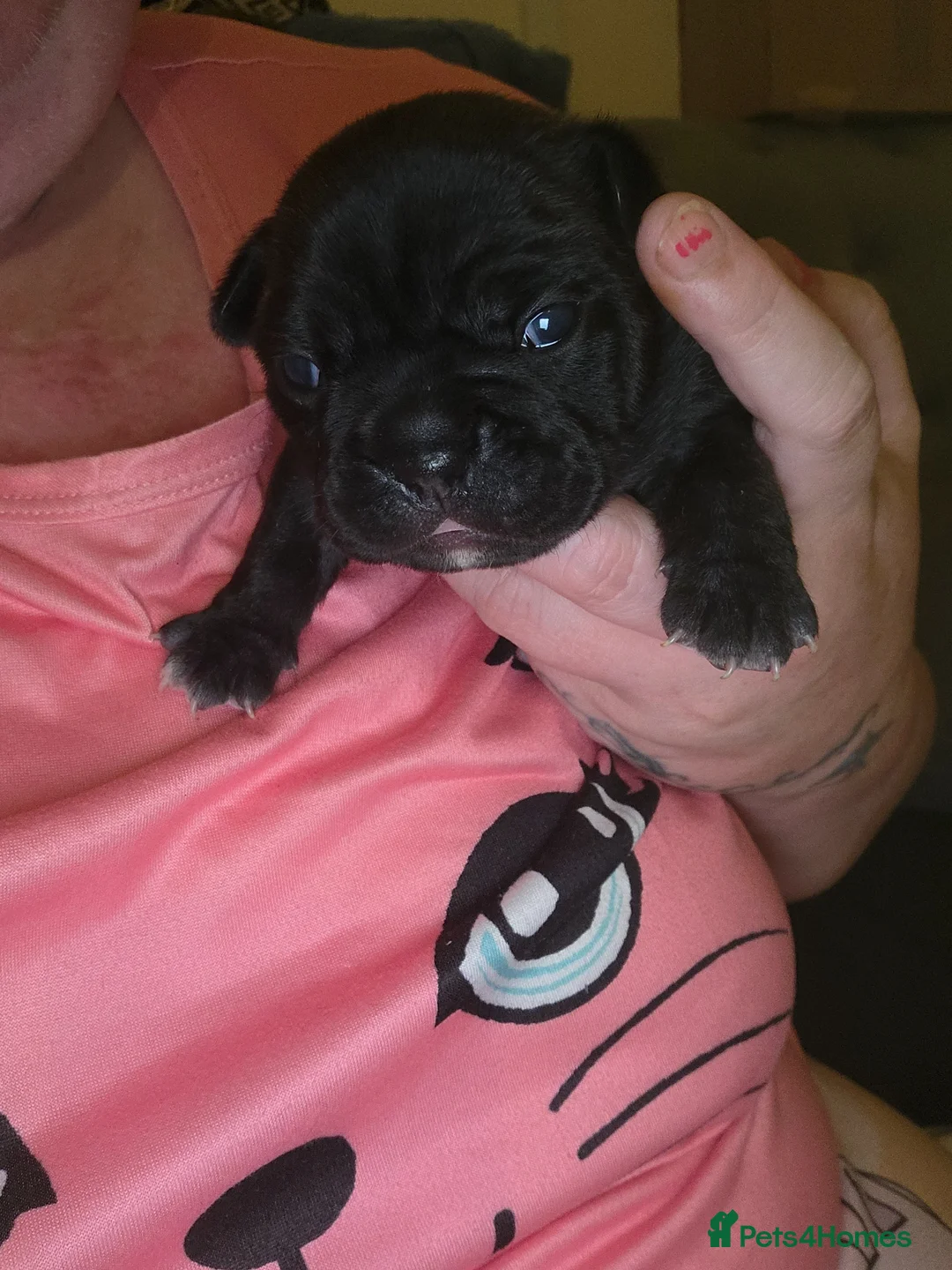 French Bulldog dogs for sale: 1 little girl left french bulldog  - Advert 1