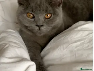 British Shorthair cats British Shorthair Grey Blue Kittens💛 - Advert 12