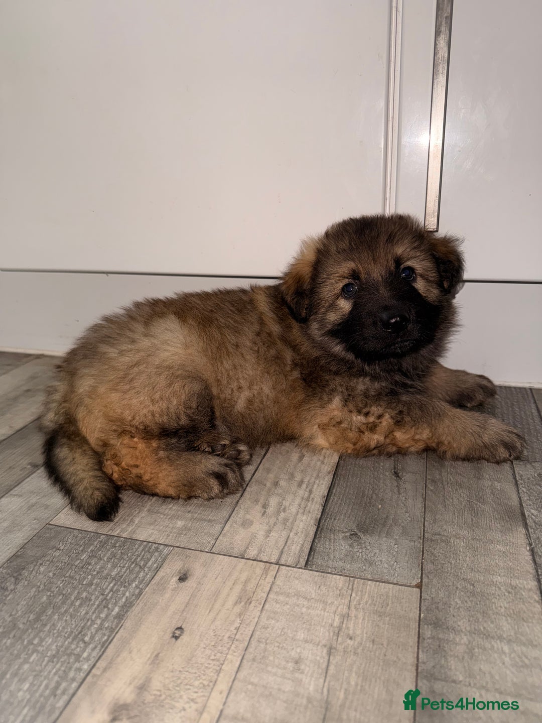 German Shepherd dogs for sale: Stunning German shepherds  - Advert 11