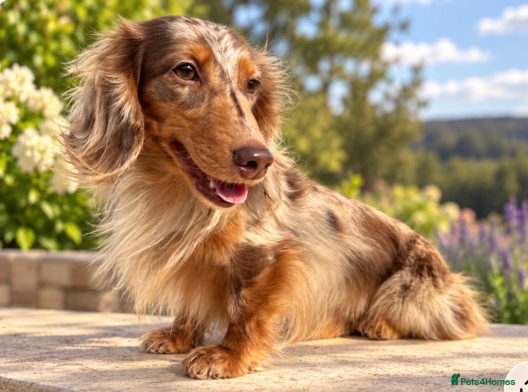 Miniature Dachshund dogs ✨HECTOR✨ MINI LONG HAIRED✨ CHOCOLATE DAPPLE ✨ - Advert 9