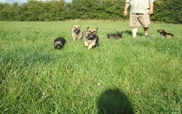 Border Terrier dogs for stud: Kc Proven border terriers for stud slem clear in Belper - Image 5
