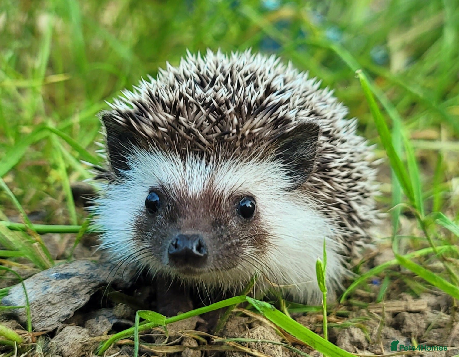 Pygmy Hedgehog rodents African Pygmy Hedgehog Hoglets - Advert 4
