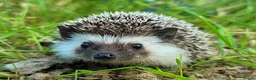 Pygmy Hedgehog rodents for sale: African Pygmy Hedgehog Hoglets - Advert 5