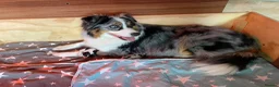 Australian Shepherd dogs for sale: Australian Shepherd puppies - Advert 9