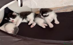 Mixed Breed cats for sale: kittens ready for their new homes  - Image 4