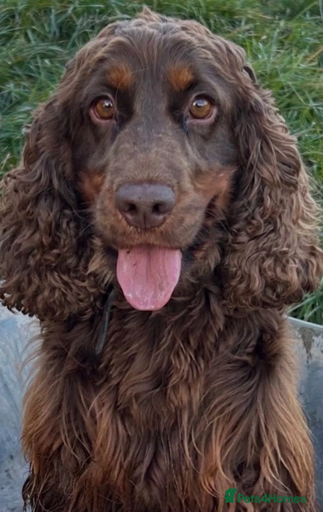 Cocker Spaniel dogs for sale:  KC Registered Show-Type Cocker Spaniel Puppies  - Advert 21