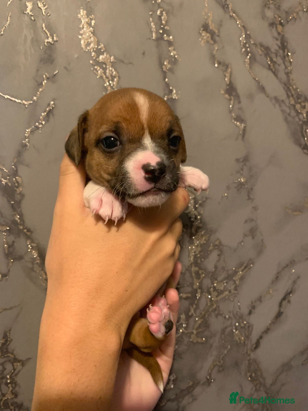 Jug dogs for sale: Beautiful litter of jack russle x jug - Image 20