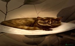 British Shorthair cats for sale: Stunning Pedigree GCCF reg girl - Image 2