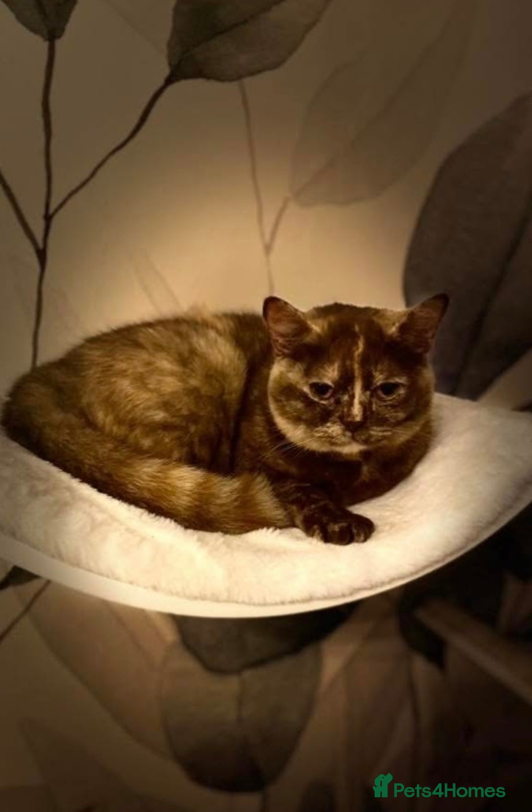 British Shorthair cats for sale: Stunning Pedigree GCCF reg girl - Image 2