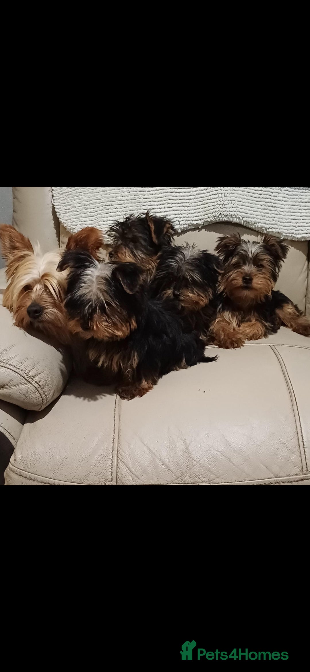 Yorkshire Terrier dogs for sale: 5 beautiful yorkshire terrier puppies for sale - Advert 6