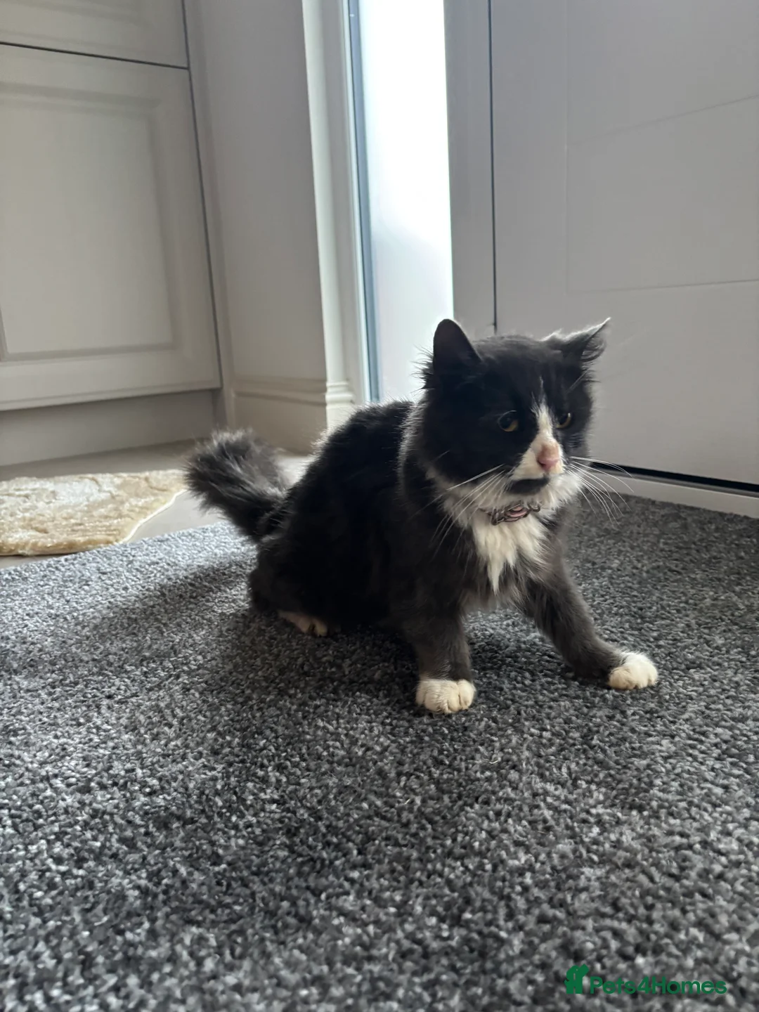 Ragdoll cats for sale: Kittens  - Advert 3