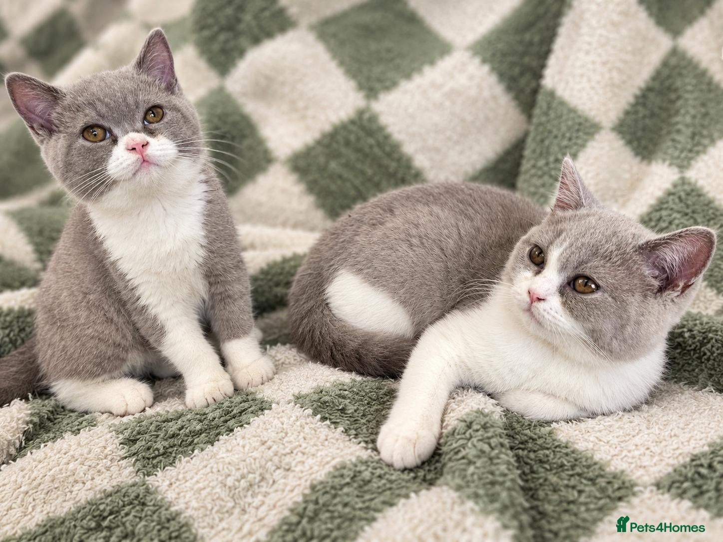 British Shorthair cats Lilac-Bi siblings - Advert 1