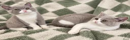 British Shorthair cats for sale: Lilac-Bi siblings - Advert 1