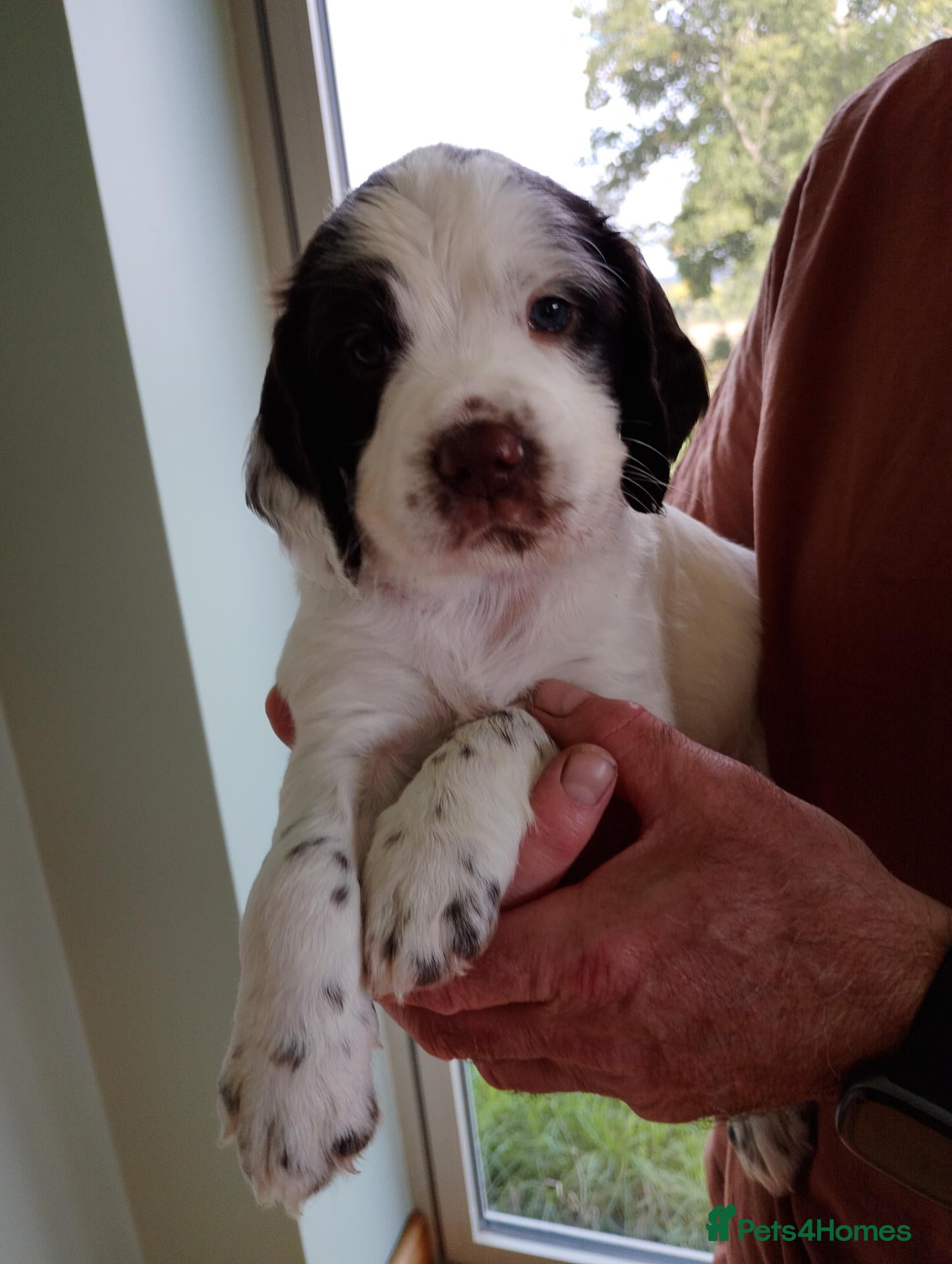 Sprocker dogs A Gorgeous Roan Sprocker Spaniel Puppy - Advert 1