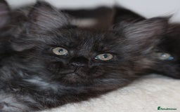 Maine Coon cats for sale: Adorable GCCF Black smoke Maine Coons kittens  - Image 1