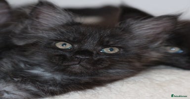 Maine Coon cats - Advert 6