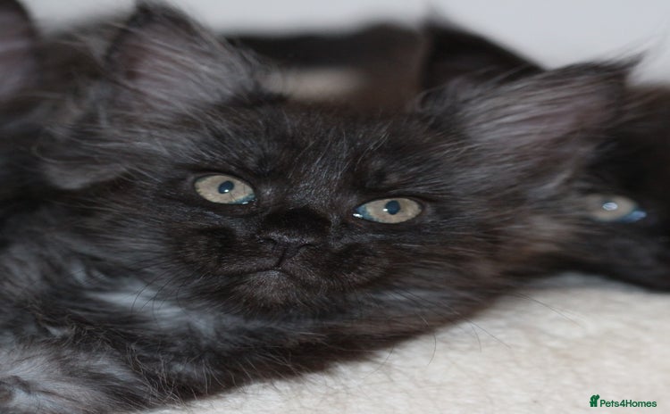 Maine Coon cats - Advert 7
